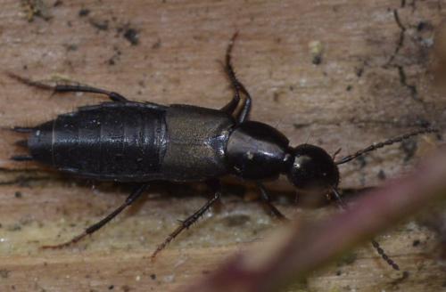 Réf. 226 829 : Philonthus sp.